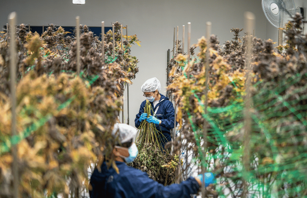 Cannabis growing in a greenhouse