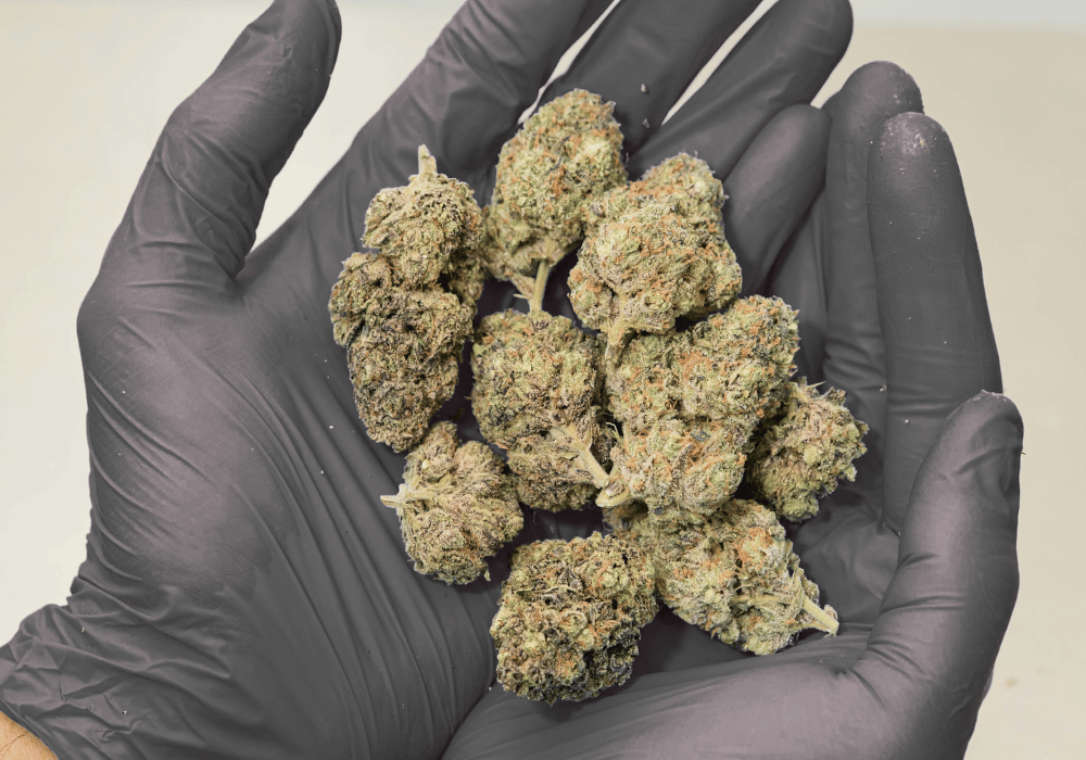 Cannabis Buds at a Dispensary